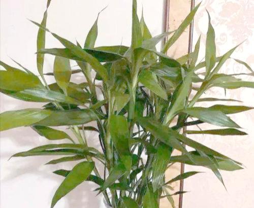 水培植物种类有哪些？水培植物的养护要点是什么？