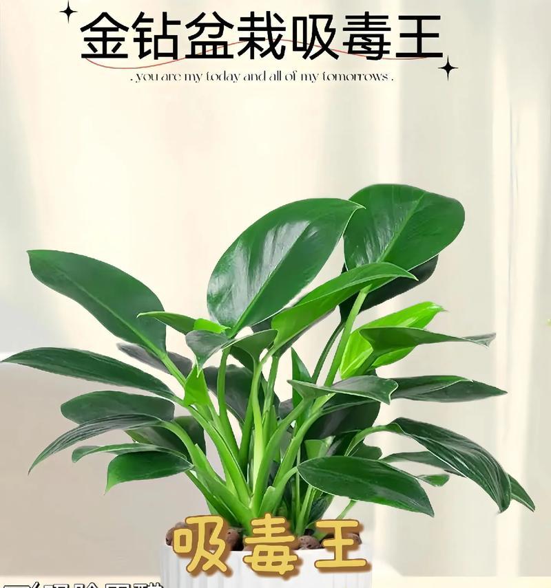 哪些植物具有吸收甲醛的能力？如何利用植物净化室内空气？