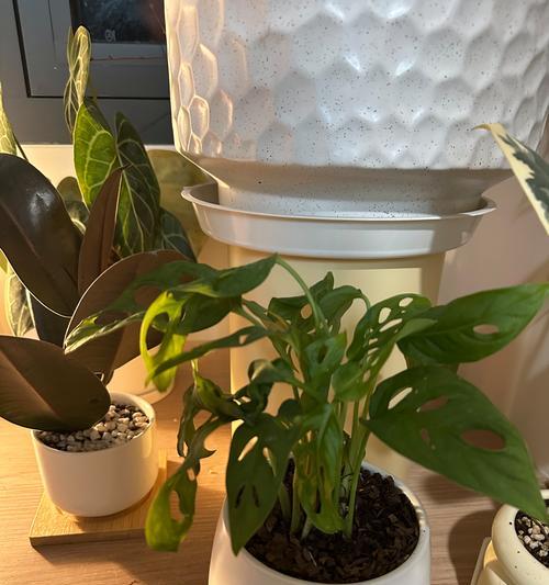 哪些植物具有吸收甲醛的能力？如何利用植物净化室内空气？