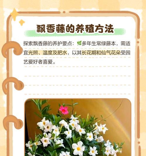 飘香藤繁殖方法有哪些？如何正确繁殖飘香藤？