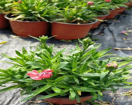五彩石竹种植和养护的要点是什么？
