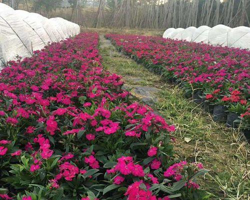 五彩石竹种植和养护的要点是什么？