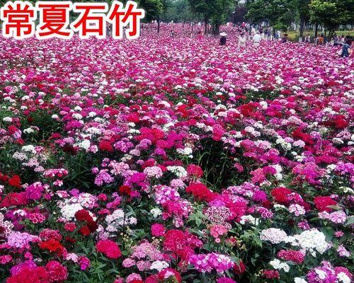 五彩石竹种植和养护的要点是什么？