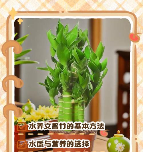 水养竹子的正确方法是什么？如何保持水养竹子的生长？