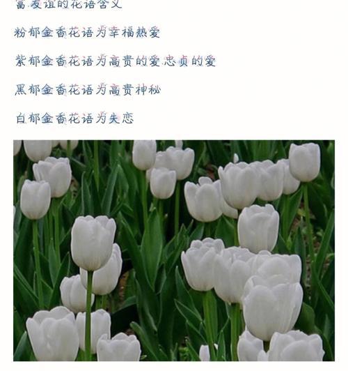 绿狐尾藻的种植方法和注意事项？