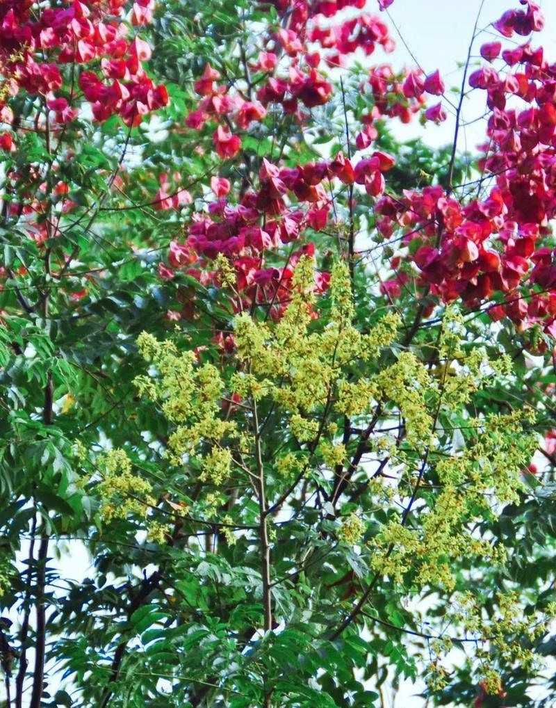 栾树开花的季节是什么时候？