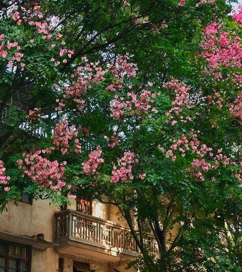 栾树开花的季节是什么时候？