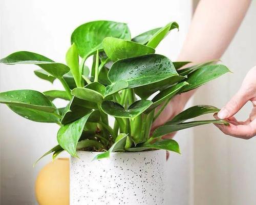 绿钻植物养护技巧有哪些？怎样才能养得更绿？