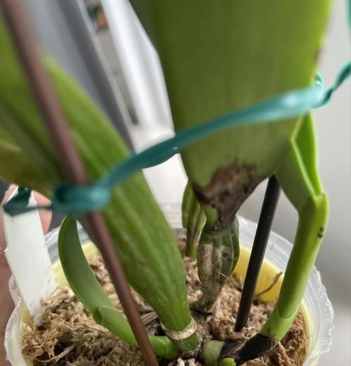 卡特兰哪个品种最适合初学者？卡特兰养护技巧？