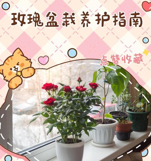 盆栽玫瑰花摘心的最佳时机？