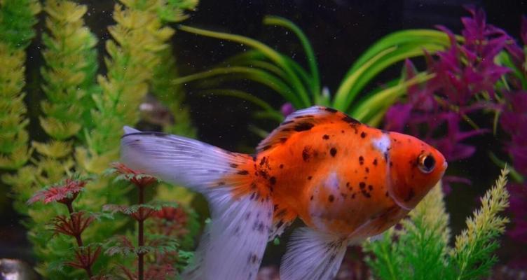 草金鱼的饲养技巧是什么？怎样保持水质清洁？