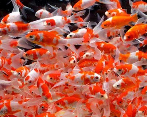 草金鱼的饲养技巧是什么？怎样保持水质清洁？