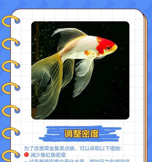 草金鱼的饲养技巧是什么？怎样保持水质清洁？