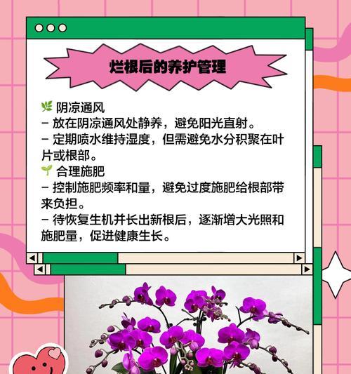 蝴蝶兰花枯萎怎么处理？如何诊断和解决问题？