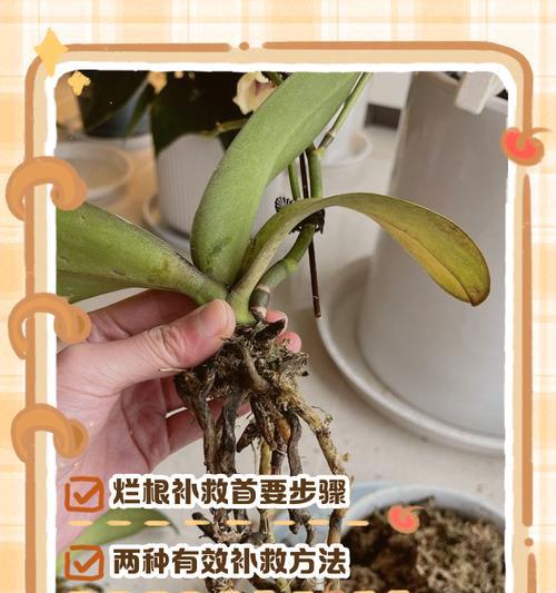 蝴蝶兰花枯萎怎么处理？如何诊断和解决问题？