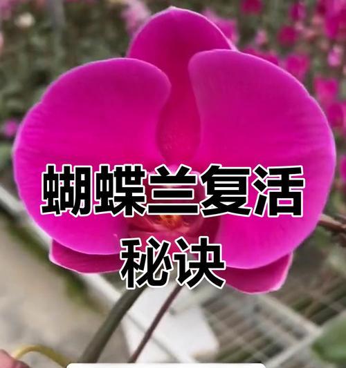 蝴蝶兰花枯萎怎么处理？如何诊断和解决问题？