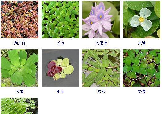 植物品种大全有哪些名称？如何分类和选择？