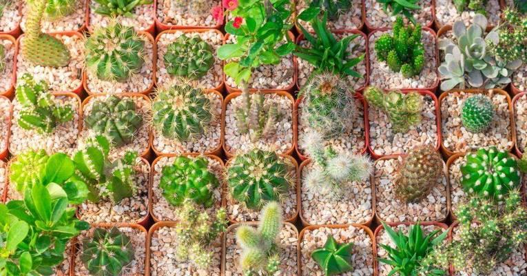 植物品种大全有哪些名称？如何分类和选择？