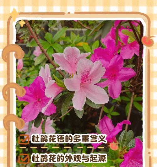 玉米石繁殖方法有哪些？如何快速繁殖？