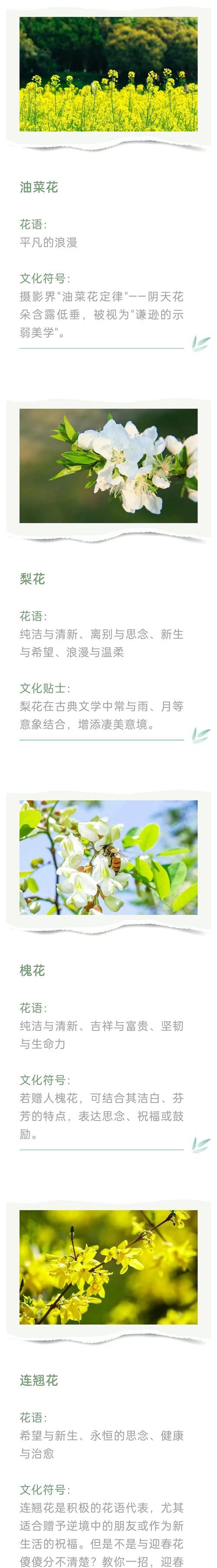 玉米石繁殖方法有哪些？如何快速繁殖？