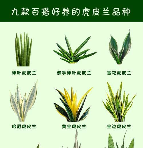 套叶兰品种的生长习性是什么？套叶兰品种的繁殖方法有哪些？