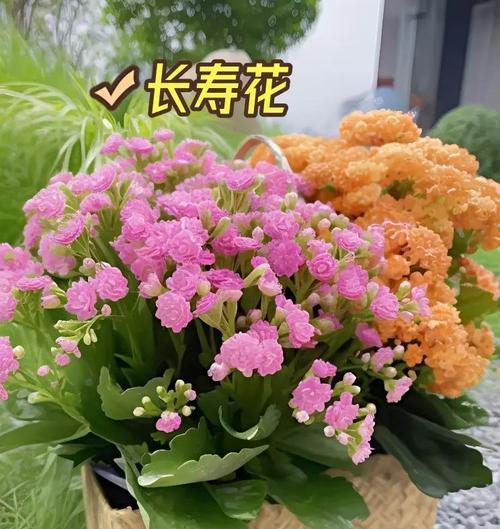 花卉养护有哪些趣味玩法？