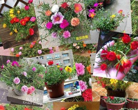 花卉养护有哪些趣味玩法？