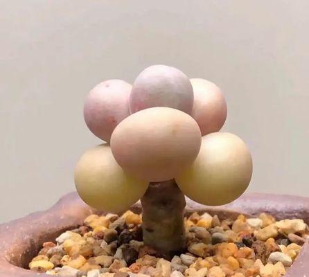 花卉养护有哪些趣味玩法？