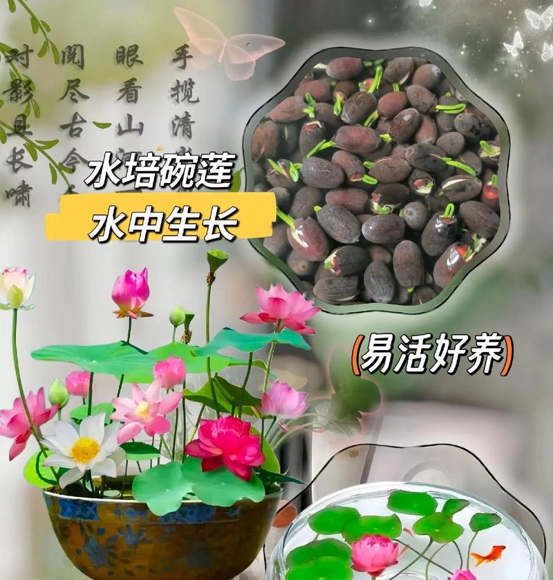 碗莲生长过程是怎样的？如何确保碗莲健康生长？