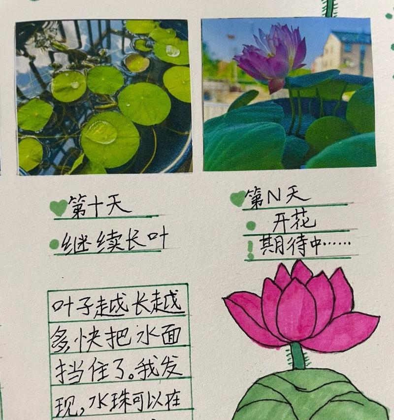 碗莲生长过程是怎样的？如何确保碗莲健康生长？
