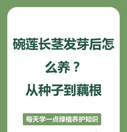 碗莲生长过程是怎样的？如何确保碗莲健康生长？