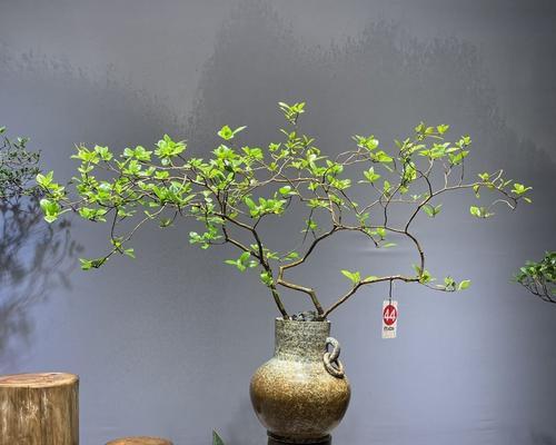 家里盆栽栀子花的养殖技巧有哪些？
