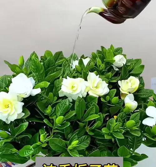 家里盆栽栀子花的养殖技巧有哪些？