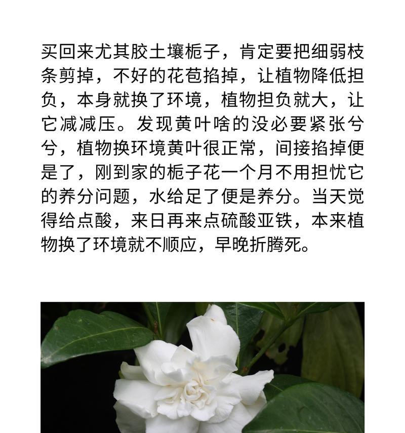 家里盆栽栀子花的养殖技巧有哪些？