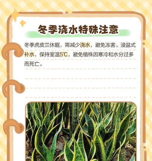 虎皮兰叶子卷曲的处理方法是什么？