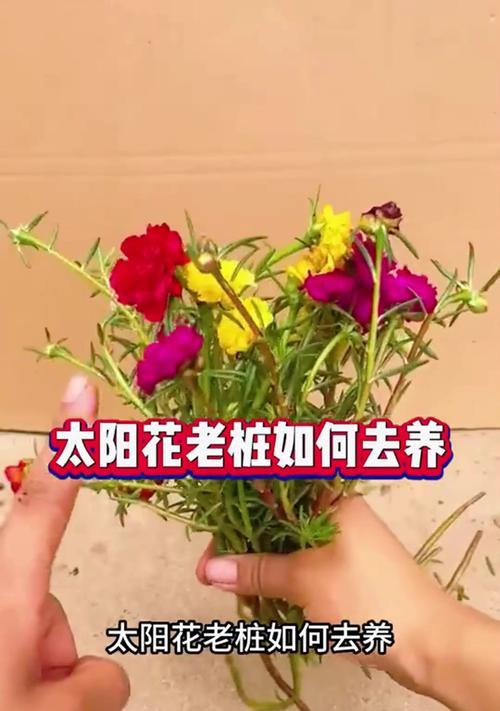 太阳神花的养殖技巧和注意事项是什么？