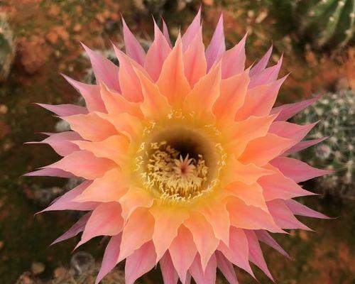 太阳神花的养殖技巧和注意事项是什么？