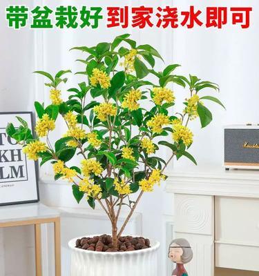 秋季有哪些植物开花？如何进行秋季植物养护？