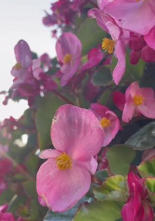 秋季有哪些植物开花？如何进行秋季植物养护？