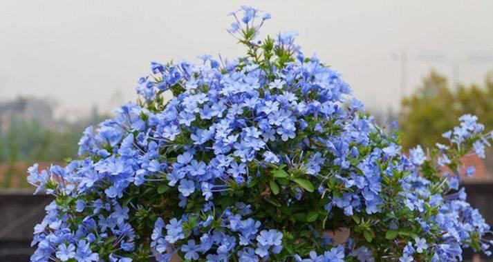 秋天里开的花有哪些？秋季养花的注意事项是什么？