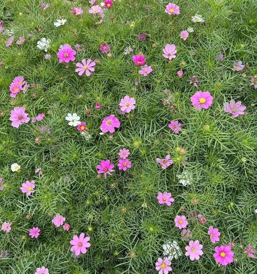 波斯菊种植步骤是什么？