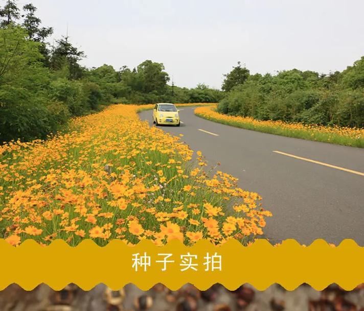 波斯菊种植步骤是什么？