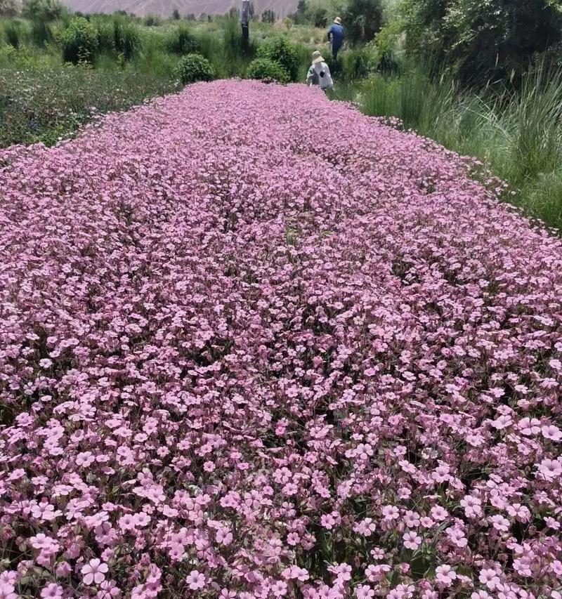 满天星种子种植的步骤和技巧是什么？