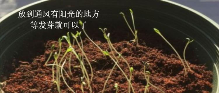 满天星种子种植的步骤和技巧是什么？