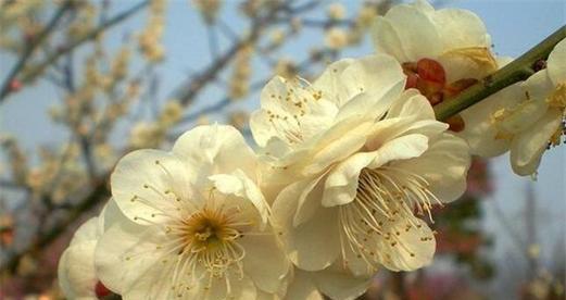 梅花最佳品种是什么？如何挑选优质梅花？