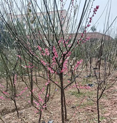 梅花最佳品种是什么？如何挑选优质梅花？