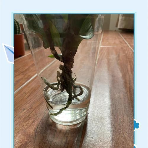蝴蝶兰小苗的养护方法是什么？