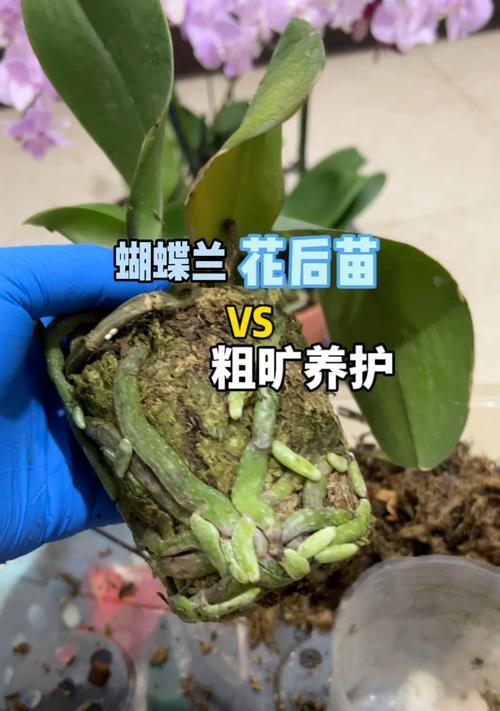 蝴蝶兰小苗的养护方法是什么？