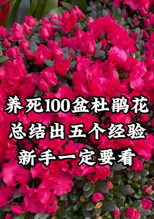 杜鹃花枝的养护要点是什么？