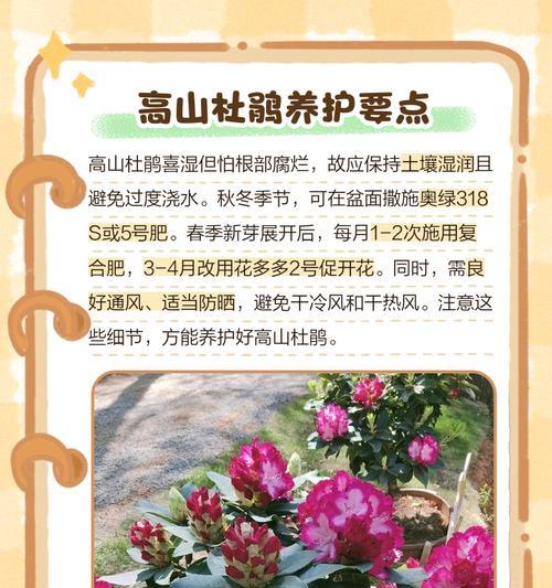 杜鹃花枝的养护要点是什么？